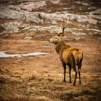 Buy canvas prints of Stag by Michael Houghton
