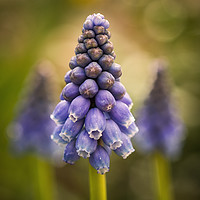 Buy canvas prints of Blue Muscari by Michael Houghton