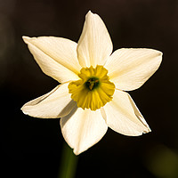 Buy canvas prints of Backlit Narcissus by Michael Houghton