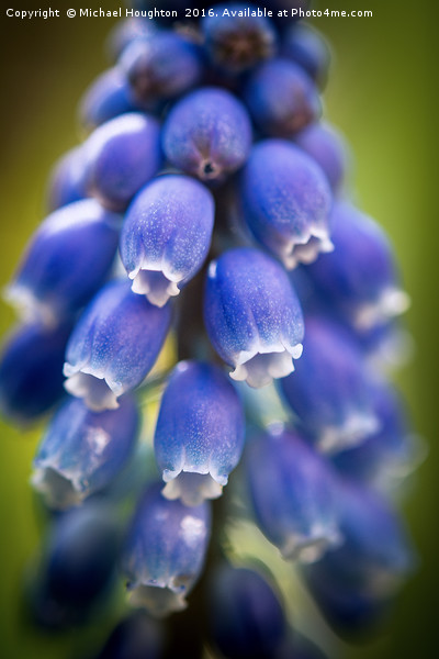 Muscari  Picture Board by Michael Houghton