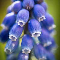Buy canvas prints of Muscari  by Michael Houghton