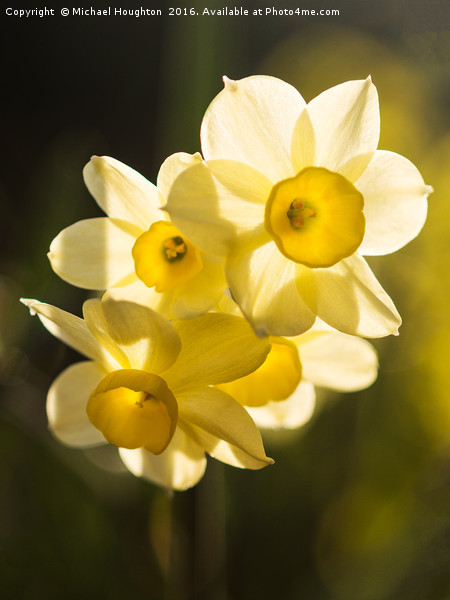 Narcissus trio Picture Board by Michael Houghton