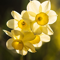 Buy canvas prints of Narcissus trio by Michael Houghton