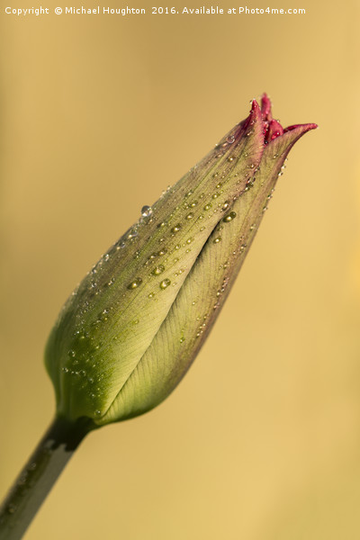 Tulip Triumph Picture Board by Michael Houghton