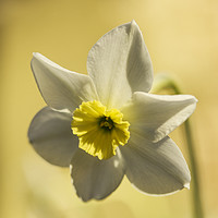 Buy canvas prints of White Narcissus by Michael Houghton
