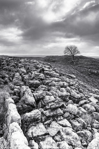 Malham Tree across the limestone Picture Board by Michael Houghton
