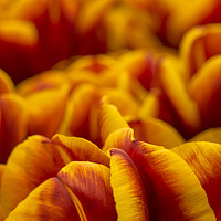 Buy canvas prints of Tulips Abu Hassan by Michael Houghton