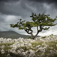 Buy canvas prints of Dales Hawthorn by Michael Houghton