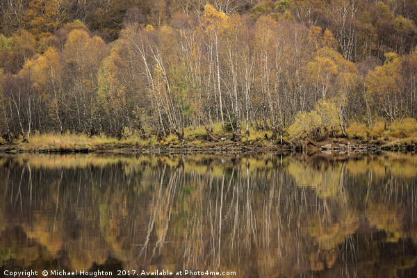Autumn birch reflections Picture Board by Michael Houghton