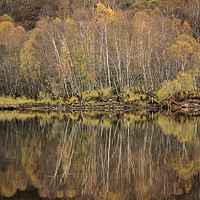 Buy canvas prints of Autumn birch reflections by Michael Houghton