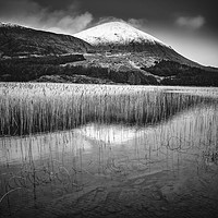 Buy canvas prints of Reeds on Loch Cill Chriosd by Michael Houghton