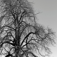 Buy canvas prints of  Tree by Andy McDonald