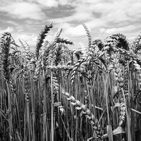 Buy canvas prints of  Crop of Wheat by Andy McDonald