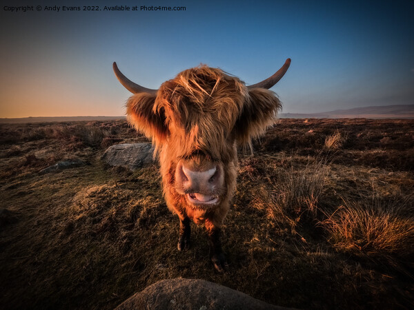 A cow standing on top of a dry grass field Picture Board by Andy Evans