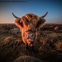Buy canvas prints of A cow standing on top of a dry grass field by Andy Evans