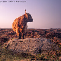Buy canvas prints of Highland cow by Andy Evans