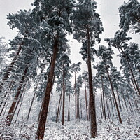 Buy canvas prints of Winter forest  by Andy Evans