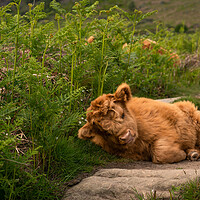 Buy canvas prints of Highland calf  by Andy Evans