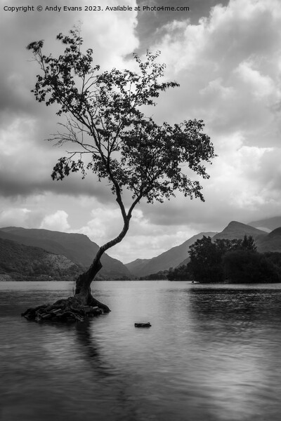 Llyn Pardarn Lone Tree Picture Board by Andy Evans