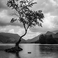 Buy canvas prints of Llyn Pardarn Lone Tree by Andy Evans