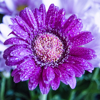 Buy canvas prints of  Droplets on a Daisy by Neil Vary