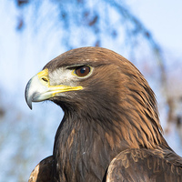Buy canvas prints of  Shadow The Golden Eagle From York Bird Of Prey Ce by Neil Vary