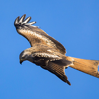 Buy canvas prints of  Red Kite searching for food by Neil Vary