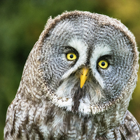 Buy canvas prints of  Great Gray Owl by Neil Vary