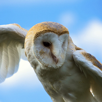 Buy canvas prints of  Barn Owl  by Neil Vary