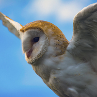 Buy canvas prints of  Barn Owl in Flight by Neil Vary