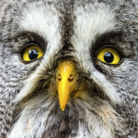Buy canvas prints of  Great Gray Owl Close Up by Neil Vary