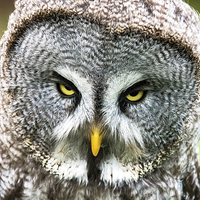 Buy canvas prints of  Angry Great Gray Owl  by Neil Vary