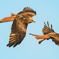 Buy canvas prints of  Red Kites over Yorkshire by Neil Vary