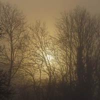 Buy canvas prints of  Foggy Forest Sunrise by Jon Gopsill