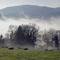 Buy canvas prints of  Cows In The Mist by Jon Gopsill
