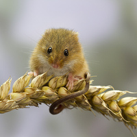 Buy canvas prints of  Harvest Mouse on Wheat by Danny Kidby-Hunter