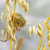 Buy canvas prints of  Harvest Mouse by Danny Kidby-Hunter