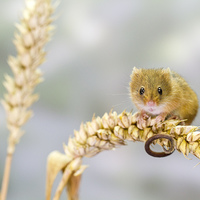 Buy canvas prints of  Harvest Mouse 2 by Danny Kidby-Hunter