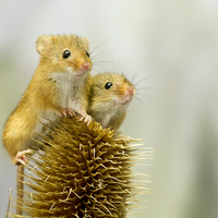 Buy canvas prints of  Harvest Mice on Lookout  by Danny Kidby-Hunter