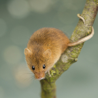 Buy canvas prints of Harvet Mouse by Danny Kidby-Hunter