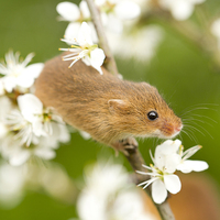 Buy canvas prints of  Harvest Mouse amongst the flowers by Danny Kidby-Hunter