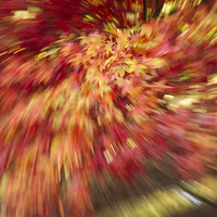 Buy canvas prints of  Autumn Burst by Danny Kidby-Hunter