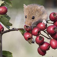 Buy canvas prints of Harvest Mouse on Berries by Danny Kidby-Hunter