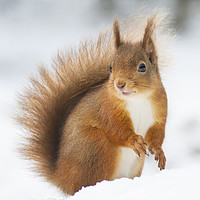 Buy canvas prints of Red Squirrel in Snow by Danny Kidby-Hunter