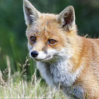 Buy canvas prints of Red Fox  by Danny Kidby-Hunter