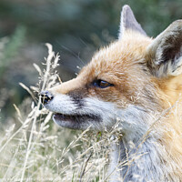 Buy canvas prints of A Fox smelling the grass by Danny Kidby-Hunter