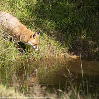 Buy canvas prints of Red fox reflection by Danny Kidby-Hunter