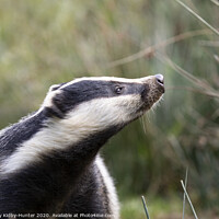 Buy canvas prints of Inquisitive Badger by Danny Kidby-Hunter