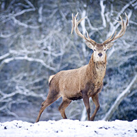 Buy canvas prints of A red deer stag in the snow by Danny Kidby-Hunter
