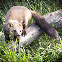 Buy canvas prints of Pine Marten sitting on top of a grass covered field by Danny Kidby-Hunter